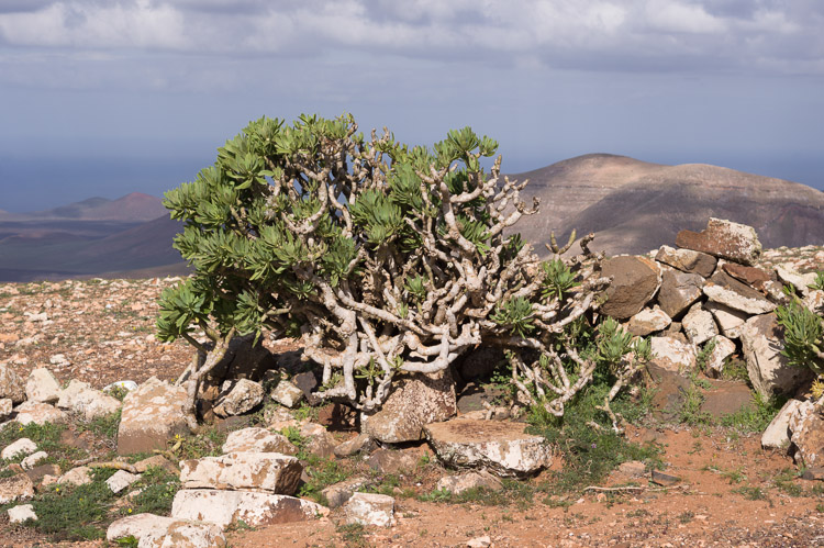 Vegetation